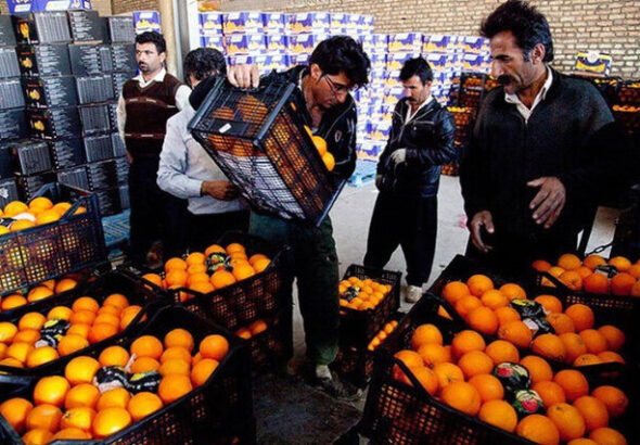 آغاز توزیع میوه شب از ۲۶ اسفند در اردبیل