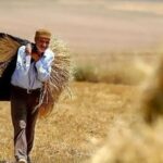 پرداخت مطالبات گندمکاران همدانی در دست پیگیری است