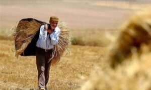 پرداخت مطالبات گندمکاران همدانی در دست پیگیری است