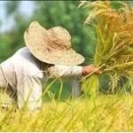 همعافیت دائمی محصولات کشاورزی از مالیات بر ارزش افزود