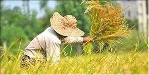 همعافیت دائمی محصولات کشاورزی از مالیات بر ارزش افزود