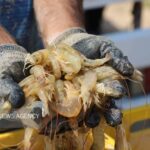 شیلات خوزستان برای فعال‌سازی مزارع راکد میگو چوئبده آبادان ضرب‌الاجل یک‌ماهه تعیین کرد