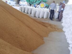 تخصیص ۴۹۰ تن جو یارانه‌ای برای توزیع بین عشایر کهگیلویه و بویراحمد