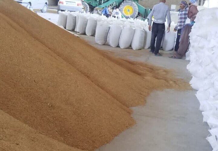 تخصیص ۴۹۰ تن جو یارانه‌ای برای توزیع بین عشایر کهگیلویه و بویراحمد