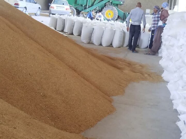 تخصیص ۴۹۰ تن جو یارانه‌ای برای توزیع بین عشایر کهگیلویه و بویراحمد