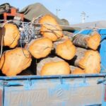 محموله چوب قاچاق در آمل کشف شد