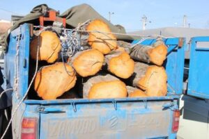 محموله چوب قاچاق در آمل کشف شد