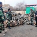 قاچاقچی قطع درختان راش در جنگل‌های هیرکانی خلخال دستگیر شد