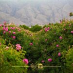 گلابگیری کاشان