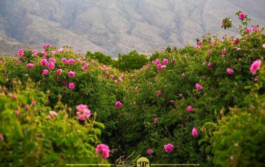 گلابگیری کاشان