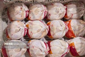 تأمین مرغ در کردستان پایدار است؛ کمبودهای اخیر مقطعی بود