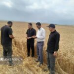 خرید تضمینی ۴ هزار تن غلات بخش کالپوش؛ ۸۰ کمباین در مزارع فعال شدند