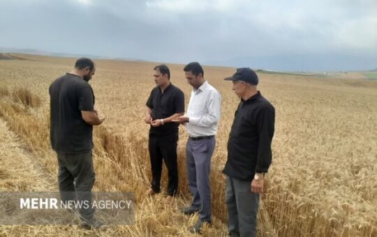 خرید تضمینی ۴ هزار تن غلات بخش کالپوش؛ ۸۰ کمباین در مزارع فعال شدند