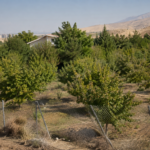 مالک این باغ 400 میلیارد تومانی همه‌چیز را حساب کرده بود؛ جز یک اشتباه پرهزینه