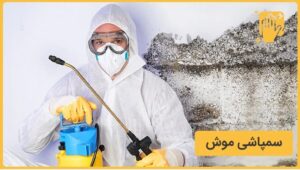 سمپاشی موش روش اصولی برای دفع موش از خانه و محل کار