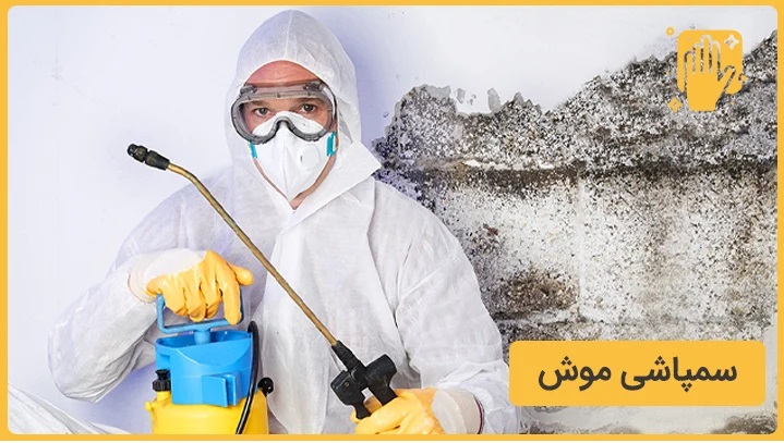 سمپاشی موش روش اصولی برای دفع موش از خانه و محل کار